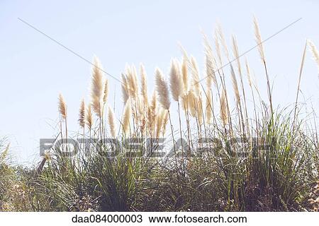 Stock Image - Pampas grass swaying in wind against blue sky. Fotosearch
