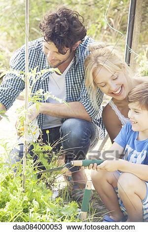 Parents teaching little boy how to garden View Large Photo Image Stock Image - Parents teaching little boy how to garden. Fotosearch
