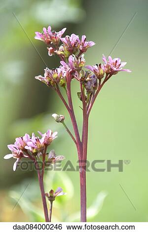Pink flowers blooming View Large Photo Image Stock Photograph - Pink flowers blooming. Fotosearch