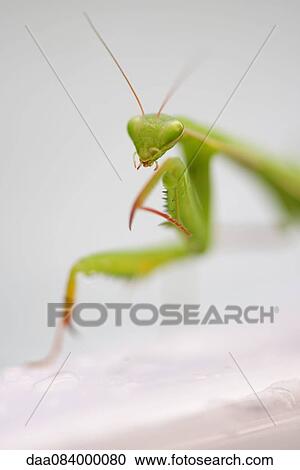 Praying mantis, close-up View Large Photo Image Stock Image - Praying mantis, close-up. Fotosearch