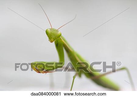 Stock Image - Praying mantis, close-up. Fotosearch
