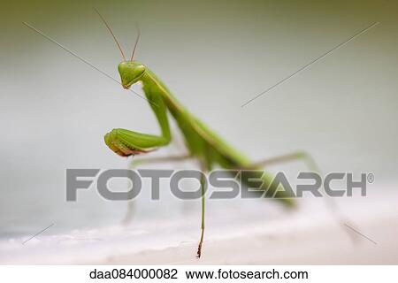 Praying mantis, close-up View Large Photo Image Stock Image - Praying mantis, close-up. Fotosearch
