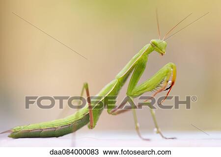 Praying mantis, close-up View Large Photo Image Stock Image - Praying mantis, close-up. Fotosearch
