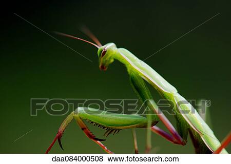 Stock Photo - Praying mantis, close-up. Fotosearch