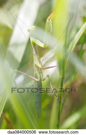 Stock Photograph - Praying mantis on grass. Fotosearch