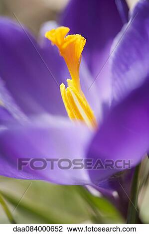Stock Image - Purple crocus. Fotosearch