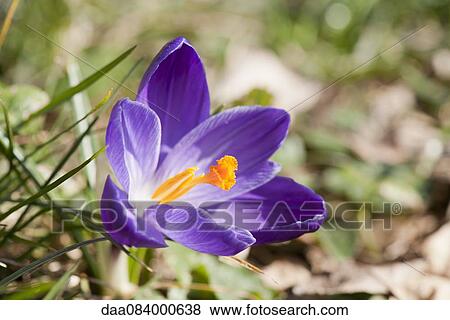 Purple crocus View Large Photo Image Stock Photo - Purple crocus. Fotosearch