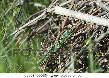 Sand lizard (Lacerta agilis) View Large Photo Image Picture - Sand lizard (Lacerta agilis). Fotosearch