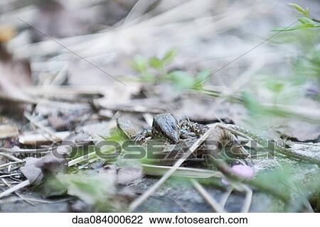 Sand lizards (Lacerta agilis) View Large Photo Image Stock Image - Sand lizards (Lacerta agilis). Fotosearch