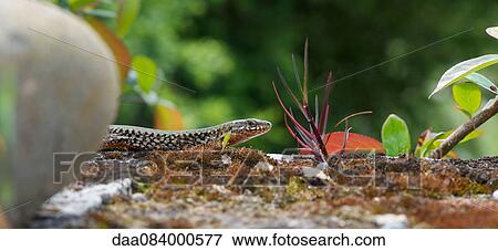 Stock Photo - Skink in nature. Fotosearch