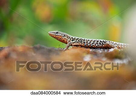 Skink, side view View Large Photo Image Picture - Skink, side view. Fotosearch