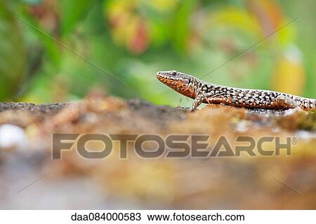 Skink, side view View Large Photo Image Stock Image - Skink, side view. Fotosearch