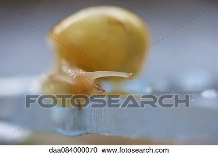 Snail, close-up View Large Photo Image Stock Image - Snail, close-up. Fotosearch