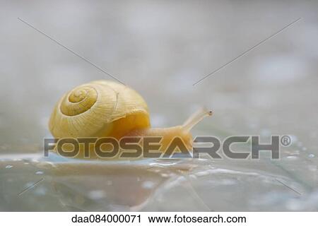 Snail, close-up View Large Photo Image Stock Image - Snail, close-up. Fotosearch