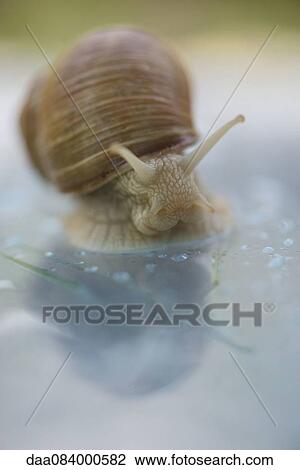 Stock Image - Snail, close-up. Fotosearch