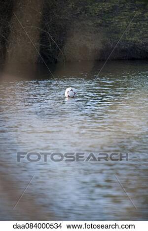 Soccer ball floating in lake View Large Photo Image Picture - Soccer ball floating in lake. Fotosearch