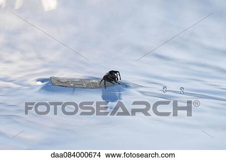 Picture - Spider floating on debris in water. Fotosearch