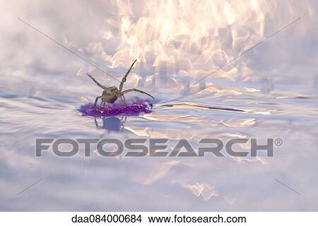 Spider floating on debris in water View Large Photo Image Picture - Spider floating on debris in water. Fotosearch