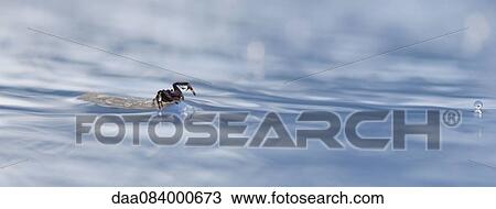 Spider floating on debris in water View Large Photo Image Stock Image - Spider floating on debris in water. Fotosearch