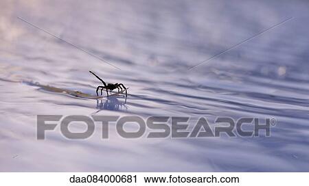 Spider floating on debris in water View Large Photo Image Stock Image - Spider floating on debris in water. Fotosearch