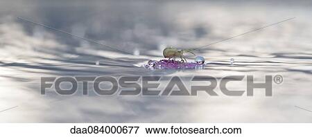 Spider floating on debris in water View Large Photo Image Stock Photo - Spider floating on debris in water. Fotosearch