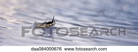 Spider floating on debris in water View Large Photo Image Stock Photograph - Spider floating on debris in water. Fotosearch