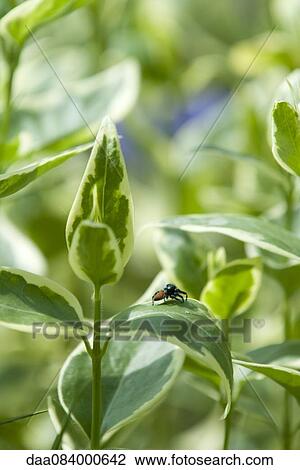 Spider on plant View Large Photo Image Stock Image - Spider on plant. Fotosearch