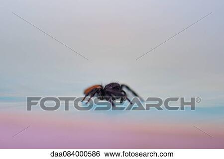 Spider on surface of water View Large Photo Image Stock Photograph - Spider on surface of water. Fotosearch