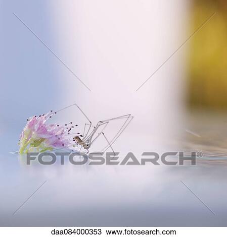 Stock Image - Spider stepping from flower to surface of water. Fotosearch