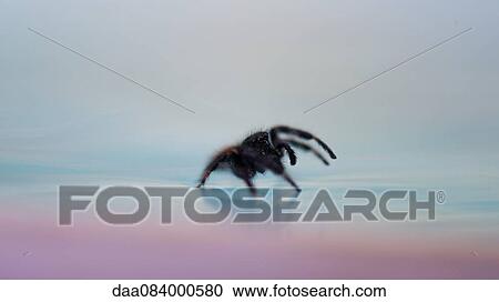 Stock Image - Spider walking on surface of water. Fotosearch
