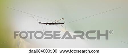 Stick insect View Large Photo Image Stock Image - Stick insect. Fotosearch