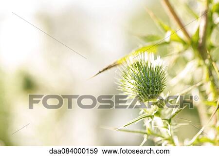Stock Photo - Thistle, close-up. Fotosearch