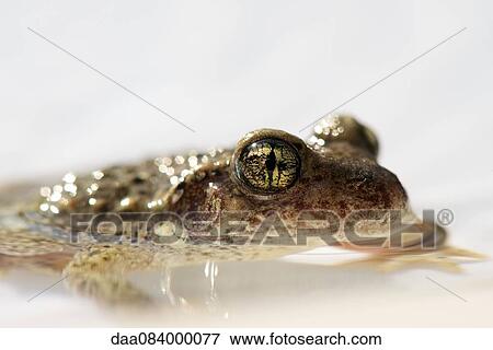 Stock Photo - Toad half-submerged in water, close-up. Fotosearch