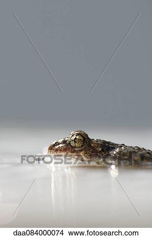 Toad half-submerged in water View Large Photo Image Picture - Toad half-submerged in water. Fotosearch