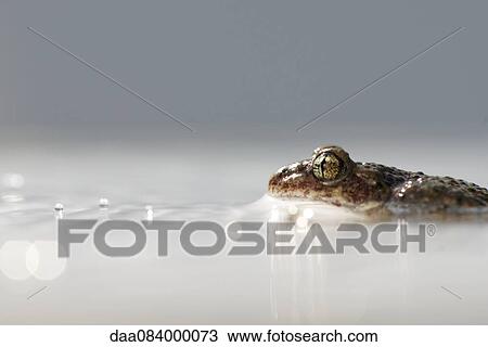 Toad half-submerged in water View Large Photo Image Stock Image - Toad half-submerged in water. Fotosearch