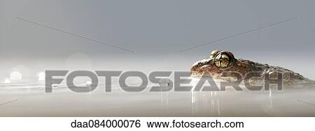 Toad half-submerged in water View Large Photo Image Stock Photograph - Toad half-submerged in water. Fotosearch