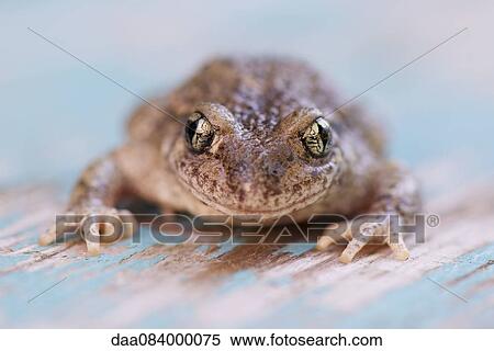 Toad, portrait View Large Photo Image Stock Photography - Toad, portrait. Fotosearch