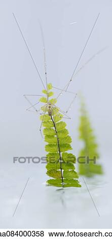 Transparent spider, close-up View Large Photo Image Stock Photo - Transparent spider, close-up. Fotosearch
