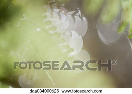 Tree branches View Large Photo Image Stock Photograph - Tree branches. Fotosearch