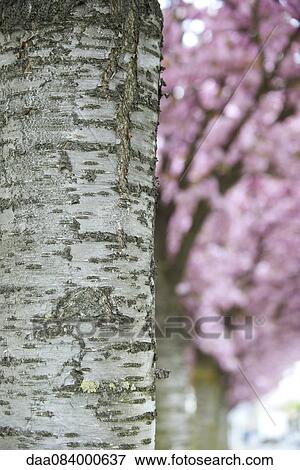 Tree trunk View Large Photo Image Stock Photo - Tree trunk. Fotosearch