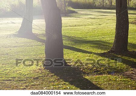 Trees casting shadows on grass View Large Photo Image Picture - Trees casting shadows on grass. Fotosearch