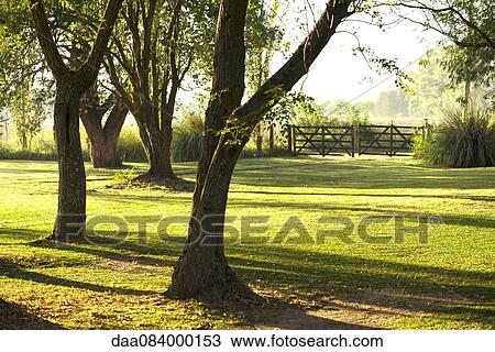 Trees growing in pasture View Large Photo Image Stock Image - Trees growing in pasture. Fotosearch