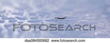 Stock Image - Water strider on water surface. Fotosearch