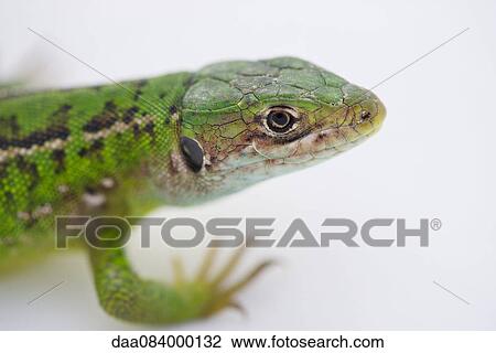 Stock Image - Western green lizard (Lacerta bilineata). Fotosearch