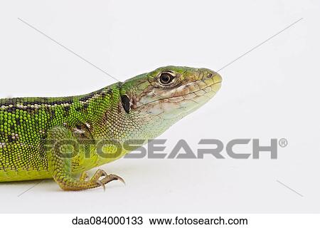 Western green lizard (Lacerta bilineata) View Large Photo Image Stock Image - Western green lizard (Lacerta bilineata). Fotosearch