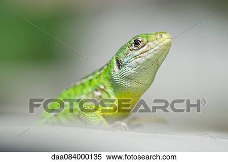 Western green lizard (Lacerta bilineata) View Large Photo Image Stock Photography - Western green lizard (Lacerta bilineata). Fotosearch
