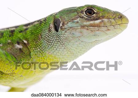 Western green lizard (Lacerta bilineata), close-up View Large Photo Image Picture - Western green lizard (Lacerta bilineata), close-up. Fotosearch