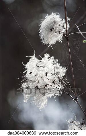 Wild clematis seedheads View Large Photo Image Stock Photograph - Wild clematis seedheads. Fotosearch