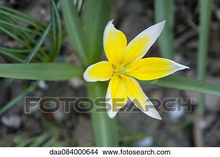 Picture - Yellow crocus flower. Fotosearch