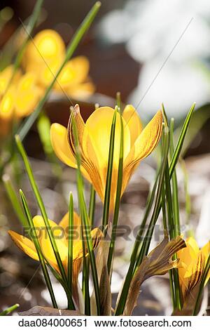 Yellow crocus flowers View Large Photo Image Stock Image - Yellow crocus flowers. Fotosearch